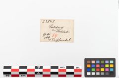 Etiketten zu Keramikgefäßhenkel (NHMW-PRAE-023845)